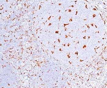 CD68 Antibody