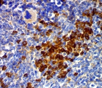 CD63 Antibody [MX-49.129.5]