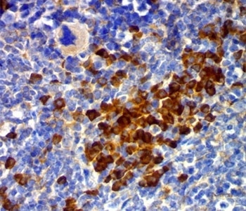 CD63 Antibody