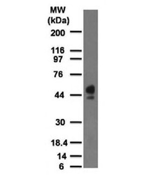 CD63 Antibody