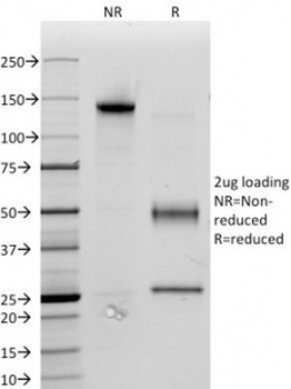 CD34 Antibody