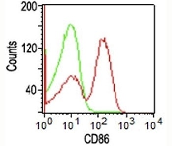 CD86 Antibody