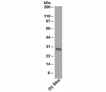 Bcl-2 Antibody [124]