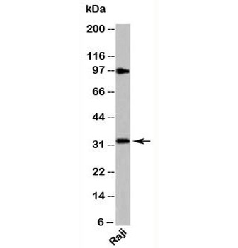 MYD88 Antibody
