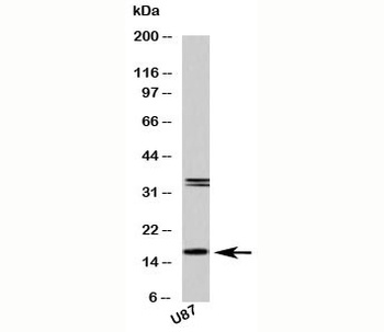 FABP7 Antibody