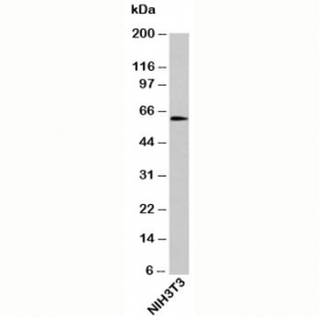 OTUD5 Antibody