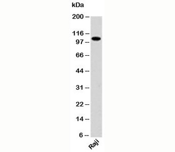 PACS1 Antibody