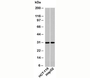 HOXA9 Antibody