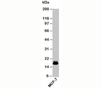 Survivin Antibody