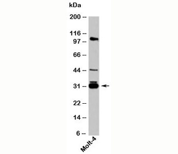 SFN Antibody