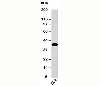 GAPDH Antibody