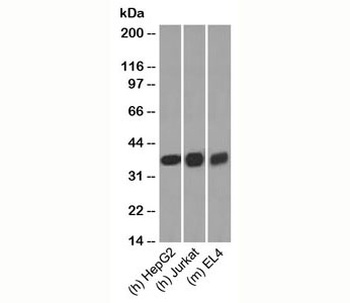 GAPDH Antibody