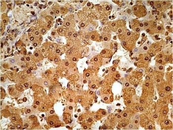 GAPDH Antibody