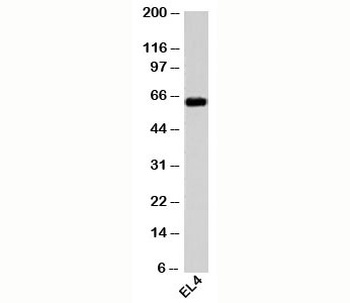 HSP60 Antibody