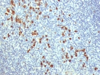TLR9 Antibody