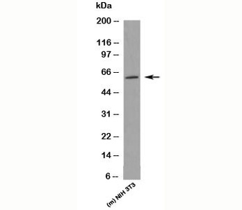 KLF4 Antibody