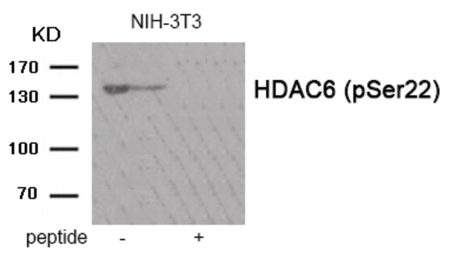 HDAC6 Antibody