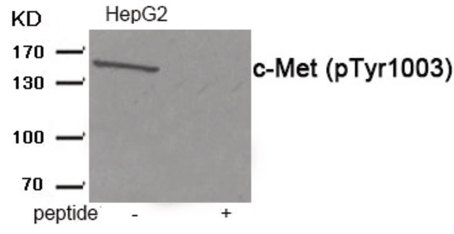 MET Antibody