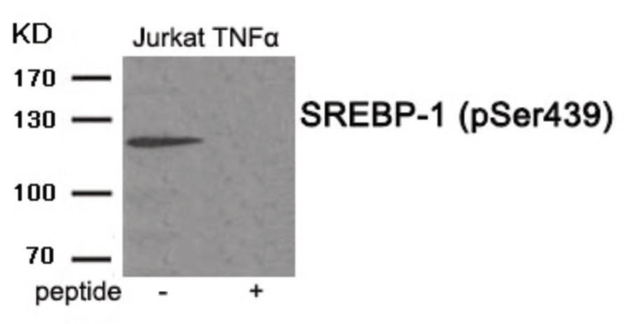 SREBF1 Antibody