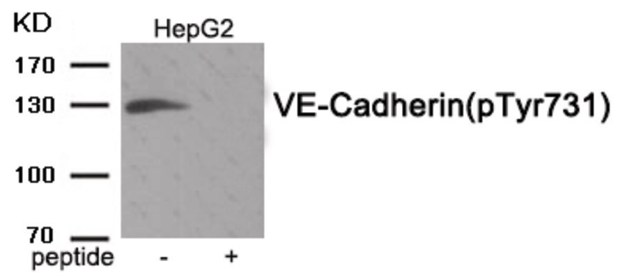 CDH5 Antibody