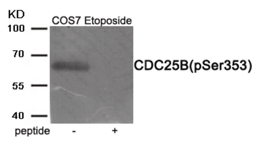 CDC25B Antibody
