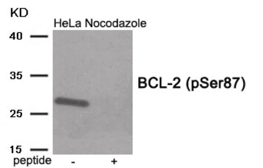 BCL2 Antibody