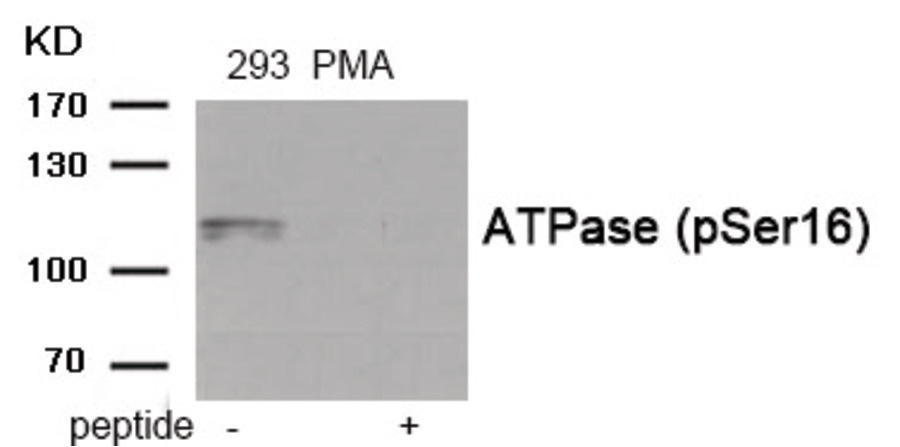 ATP1A1 Antibody