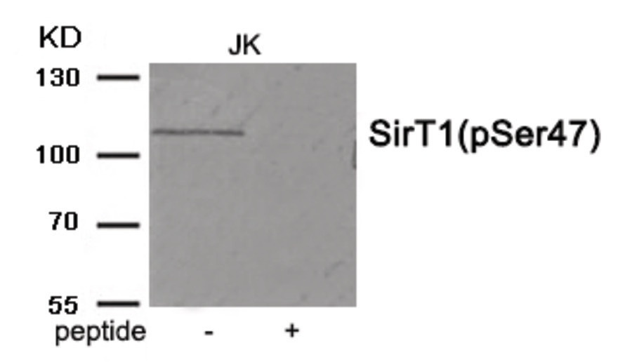 SIRT1 Antibody