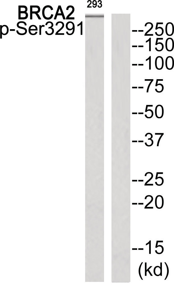 BRCA2 Antibody