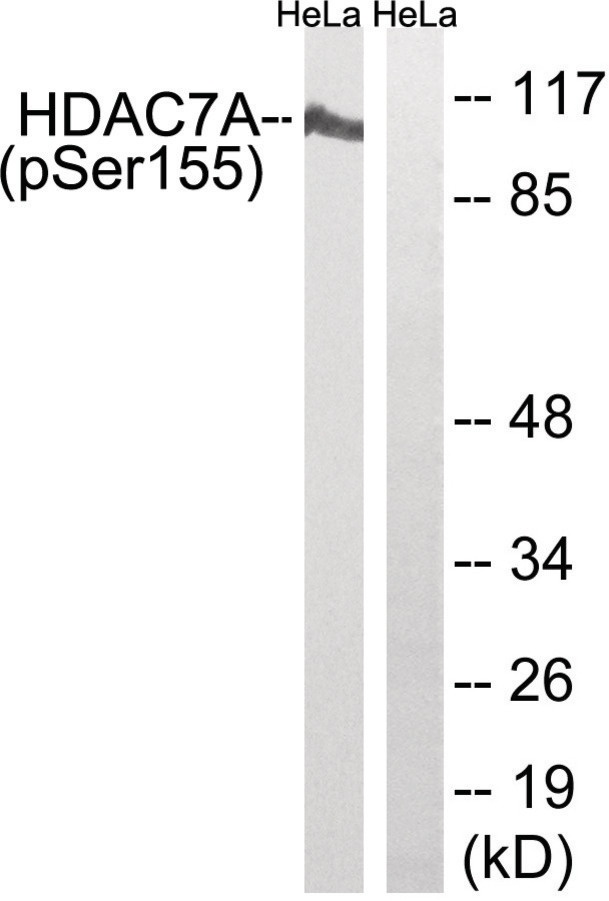 HDAC7 Antibody