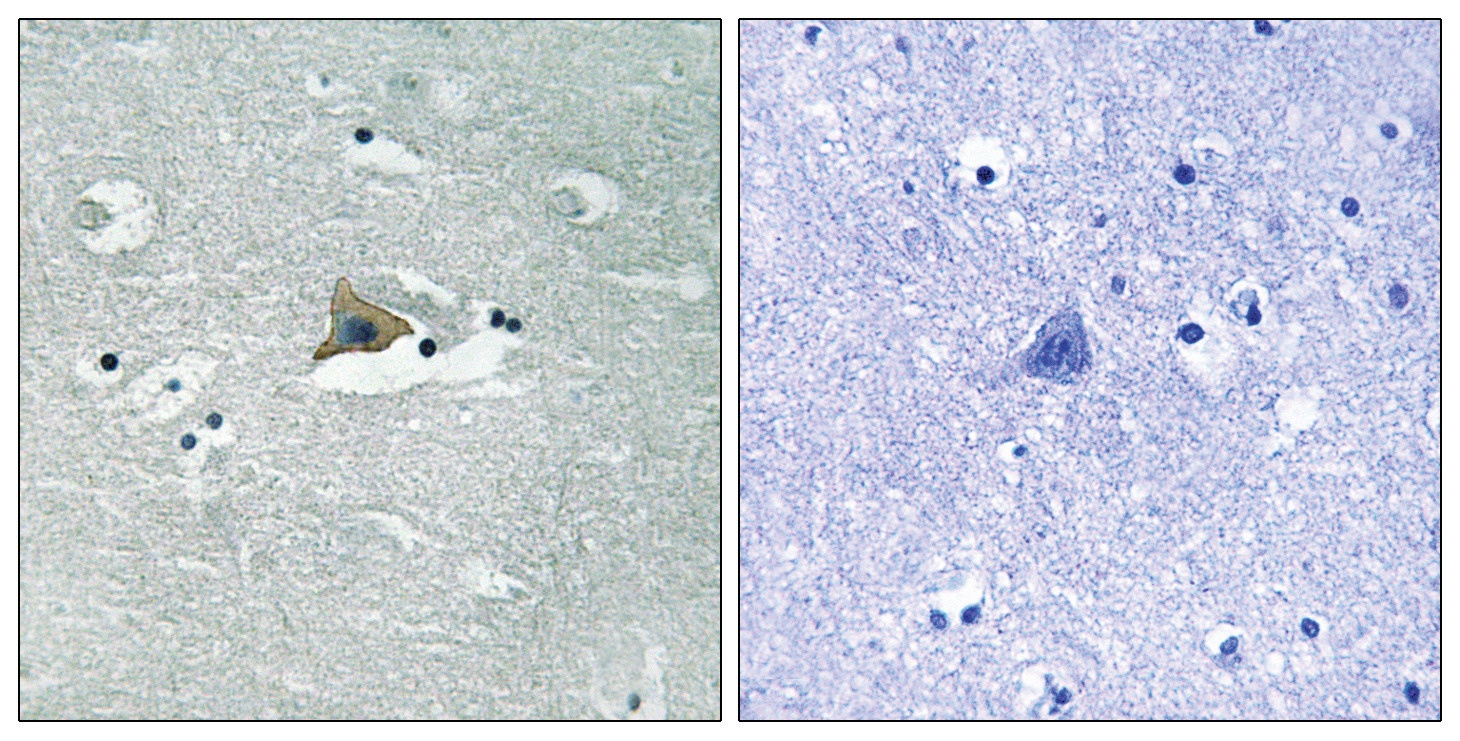 CLDN5 Antibody