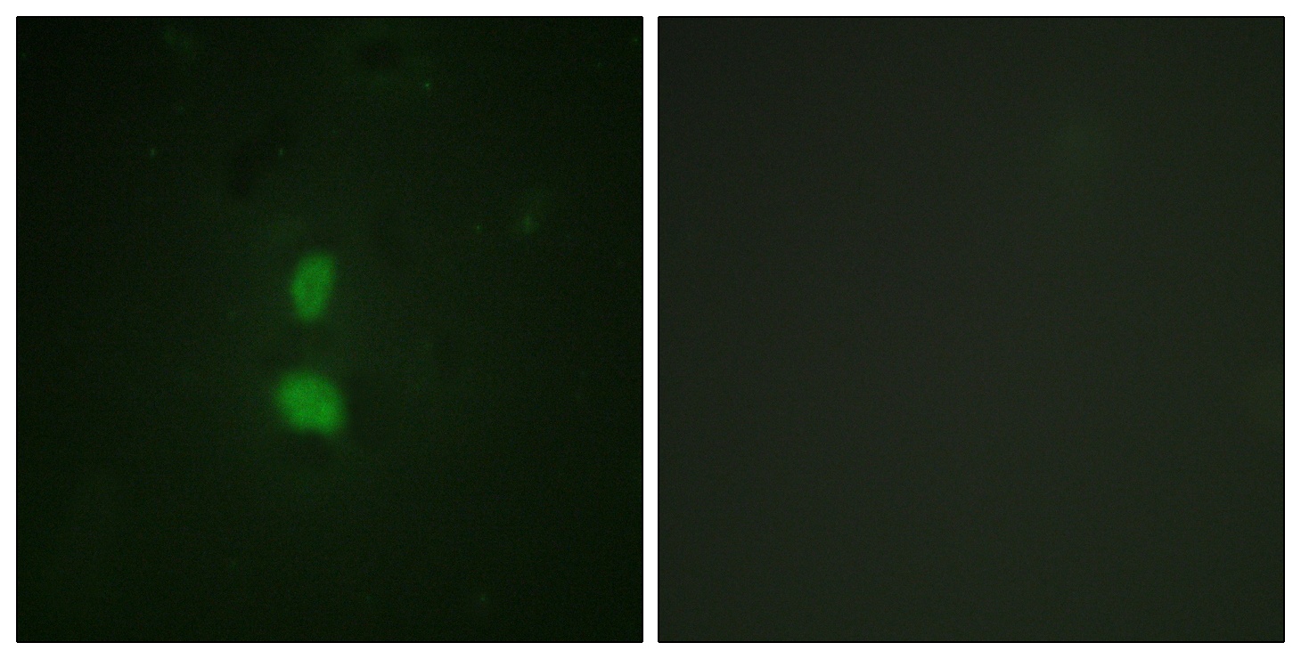 SNAI1 Antibody