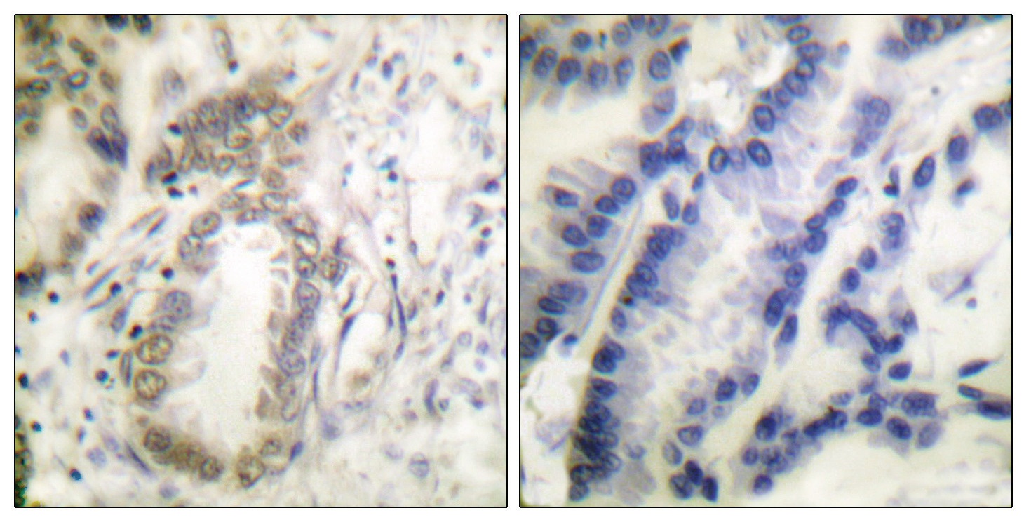 CEBPA Antibody