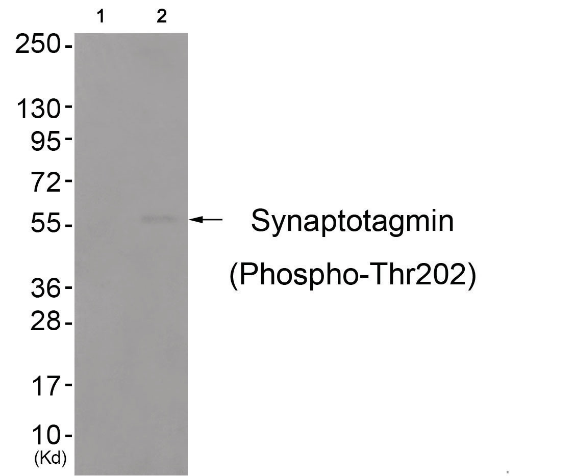 SYT1 Antibody