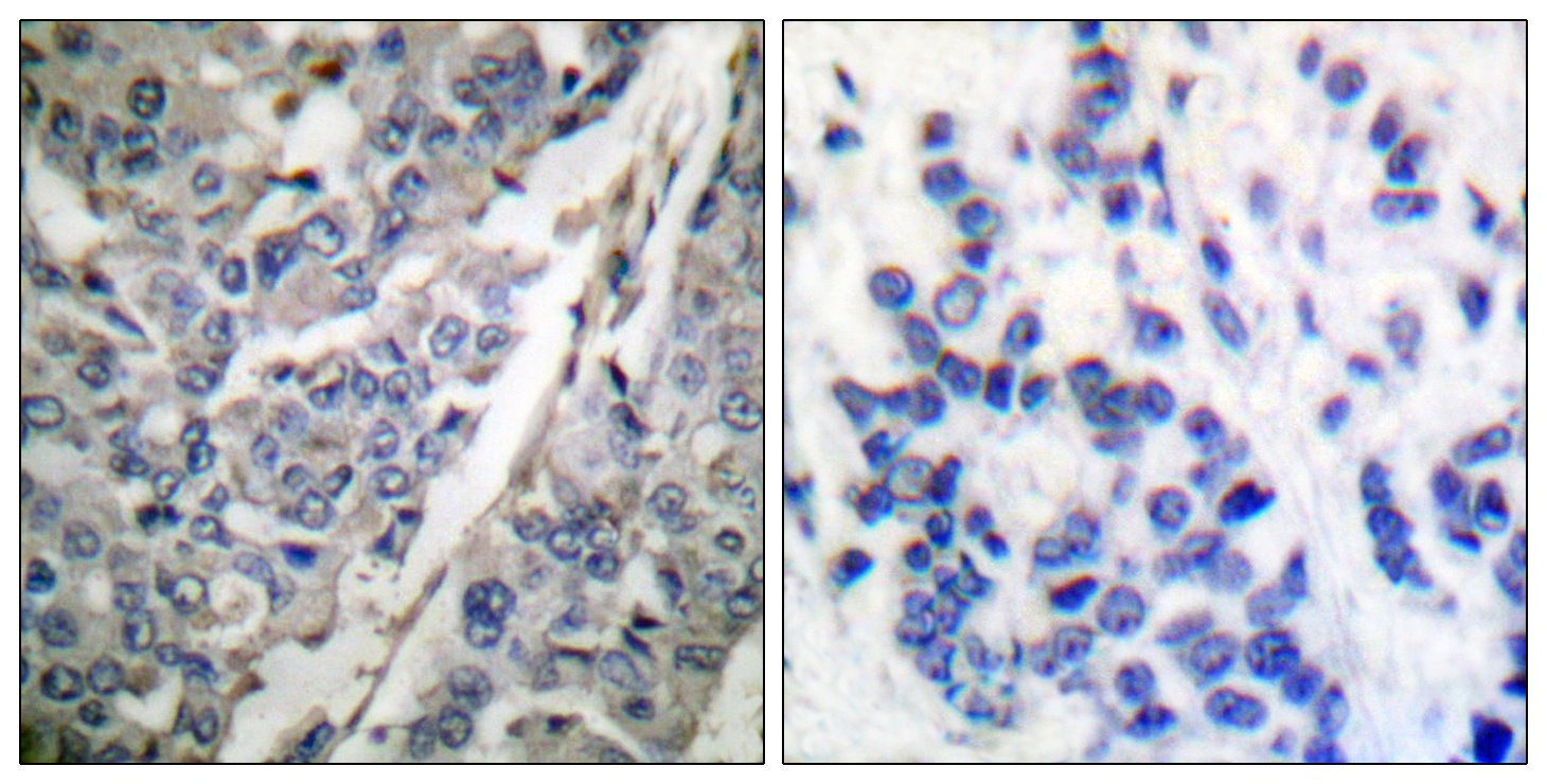 SYT1 Antibody