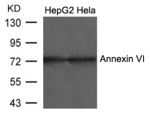 ANXA6 Antibody