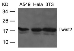 TWIST2 Antibody