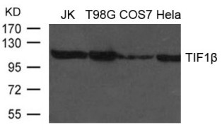 TRIM28 Antibody