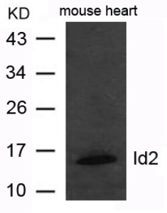 ID2 Antibody
