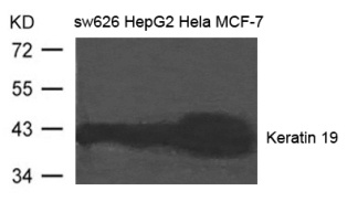 KRT19 Antibody