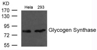 GYS1 Antibody