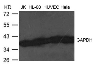 GAPDH Antibody