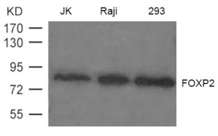 FOXP2 Antibody