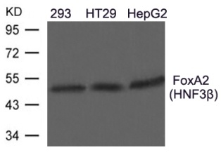 FOXA2 Antibody
