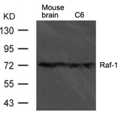 Raf1 Antibody