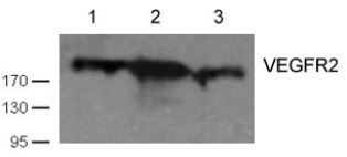 KDR Antibody