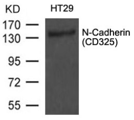 N Cadherin (CD325) Antibody