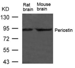 POSTN Antibody
