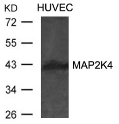 MAP2K4 Antibody