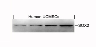 SOX2 Antibody